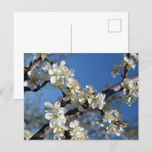 Carte Postale branche de prunier blanc en fleurs au printemps