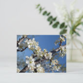 Carte Postale Branche de prunier en fleurs blanches au printemps (Debout devant)