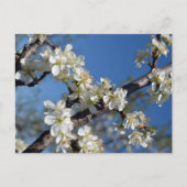 Carte Postale Branche de prunier en fleurs blanches au printemps (Devant)