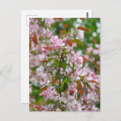 Carte Postale Branche délicate avec fleurs de pommier (Devant / Derrière)
