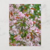 Carte Postale Branche délicate avec fleurs de pommier (Devant)