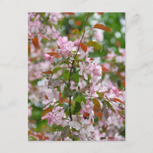 Carte Postale Branche délicate avec fleurs de pommier (Devant)