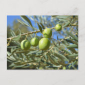 Carte Postale Branche d'olive (Devant)