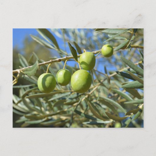 Carte Postale Branche d'olive (Devant)