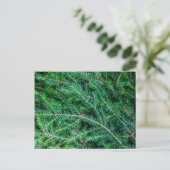Carte Postale Branche du sapin (Debout devant)