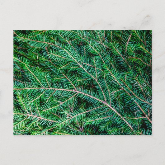 Carte Postale Branche du sapin (Devant)