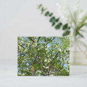Carte Postale Branche of Dogwood Blossoms Spring Trees (Debout devant)