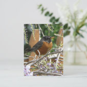 Carte Postale Branche Robin On (Debout devant)