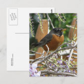 Carte Postale Branche Robin On (Devant / Derrière)
