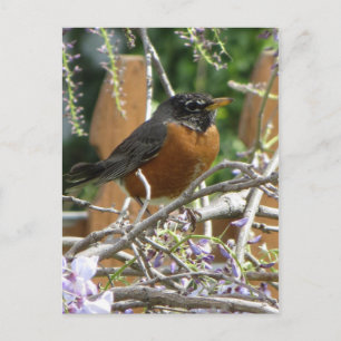 Carte Postale Branche Robin On