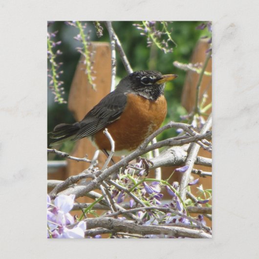 Carte Postale Branche Robin On (Devant)