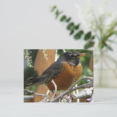 Carte Postale Branche Robin On (Debout devant)