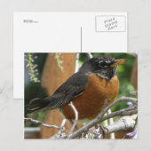Carte Postale Branche Robin On (Devant / Derrière)