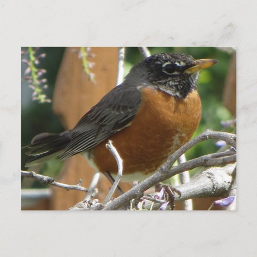 Carte Postale Branche Robin On (Devant)