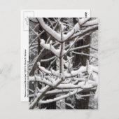 Carte Postale Branches couvertes de neige (Devant / Derrière)