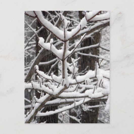 Carte Postale Branches couvertes de neige (Devant)
