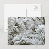 Carte Postale Branches couvertes de neige (Devant / Derrière)