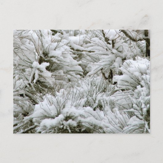 Carte Postale Branches couvertes de neige (Devant)