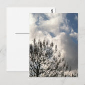 Carte Postale Branches dans les nuages (Devant / Derrière)