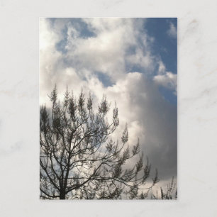 Carte Postale Branches dans les nuages
