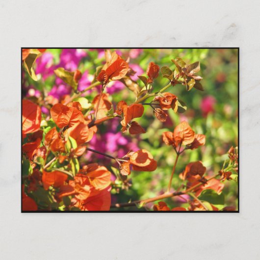 Carte Postale Branches de Bougainvilliers (Devant)