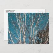 Carte Postale Branches de bouleau d'argent au soleil (Devant / Derrière)