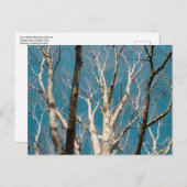 Carte Postale Branches de bouleau d'argent au soleil (Devant / Derrière)