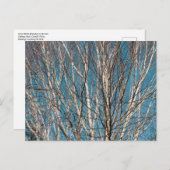 Carte Postale Branches de bouleau d'argent au soleil (Devant / Derrière)