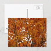 Carte Postale Branches de feuilles d'érable I Automne orange (Devant / Derrière)