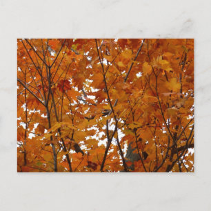 Carte Postale Branches de Feuilles d'érable I Orange Automne