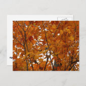 Carte Postale Branches de Feuilles d'érable I Orange Automne (Devant / Derrière)