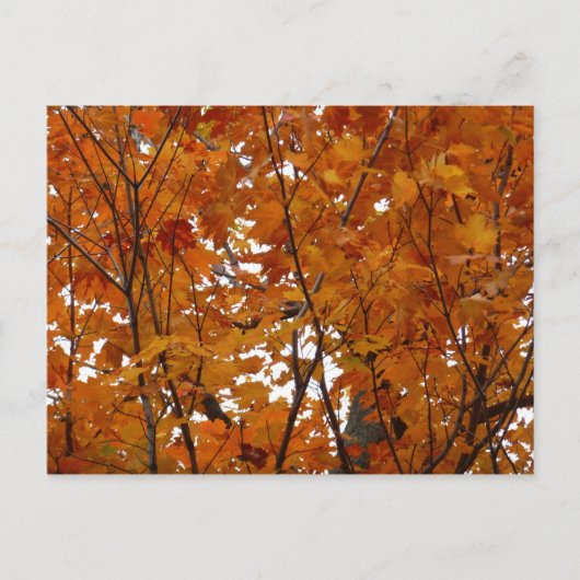 Carte Postale Branches de Feuilles d'érable I Orange Automne (Devant)