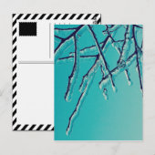 Carte Postale branches de glace (Devant / Derrière)