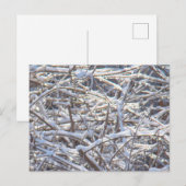 Carte Postale Branches de glace neige en hiver (Devant / Derrière)