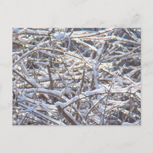 Carte Postale Branches de glace neige en hiver (Devant)