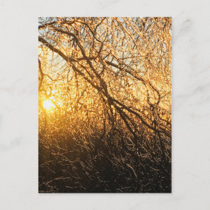 Carte Postale branches de glaçons au coucher du soleil
