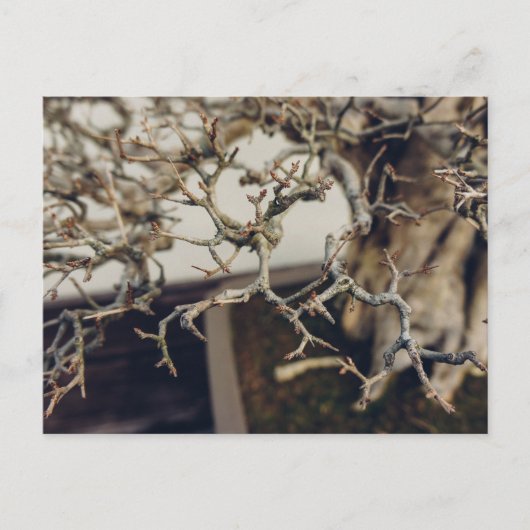 Carte Postale Branches de grenade bonsaï (Devant)