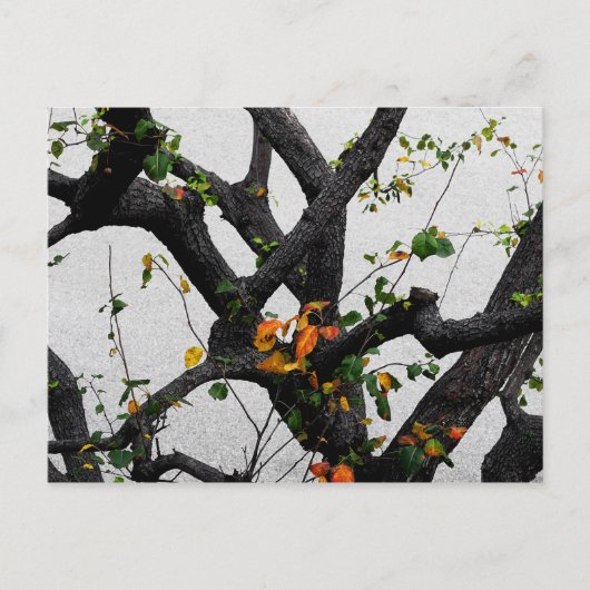 Carte Postale Branches de l'arbre d'automne (Devant)