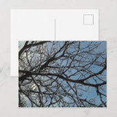 Carte Postale Branches de l'arbre d'icy (Devant / Derrière)