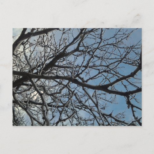 Carte Postale Branches de l'arbre d'icy (Devant)