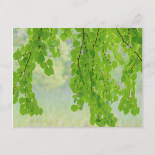 Carte Postale Branches de l'arbre Katsura au printemps Seabeck