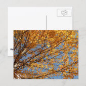 Carte Postale Branches de Maple Feuilles II Orange Automne (Devant / Derrière)