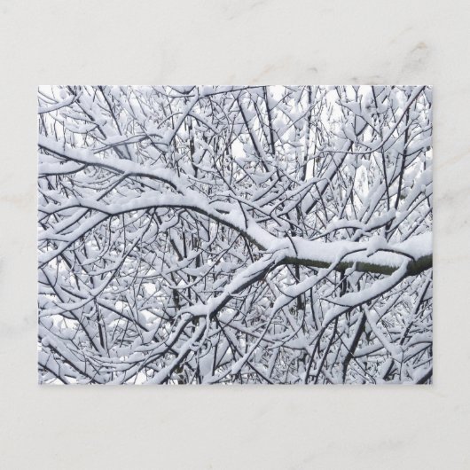 Carte Postale Branches de neige (Devant)