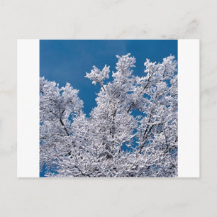 Carte Postale Branches de neige des arbres Minnesota