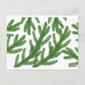 Carte Postale branches de sapin de Noël (Dos)