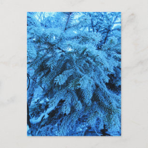 Carte Postale Branches d'épinette recouvertes de cristaux de gel