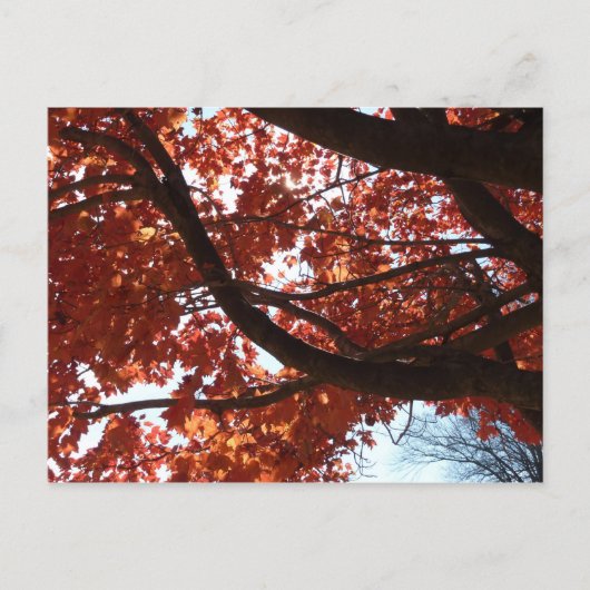 Carte Postale Branches d'érable rouge Couleurs d'automne (Devant)