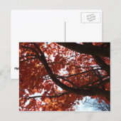 Carte Postale Branches d'érable rouge Couleurs d'automne (Devant / Derrière)