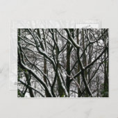 Carte Postale Branches d'hiver (Devant / Derrière)