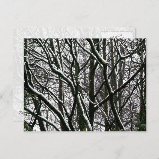 Carte Postale Branches d'hiver (Devant / Derrière)